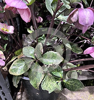 Lenten Rose, Helleborus orientalis, Garden perennial