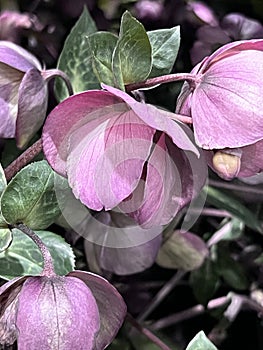 Lenten Rose, Helleborus orientalis, Garden perennial