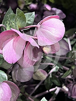 Lenten Rose, Helleborus orientalis, Garden perennial
