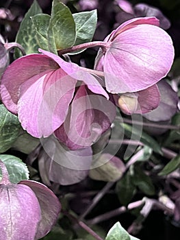 Lenten Rose, Helleborus orientalis, Garden perennial