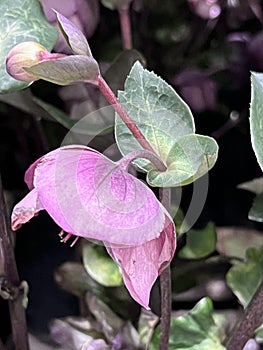 Lenten Rose, Helleborus orientalis, Garden perennial