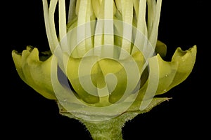 Lenten Rose (Helleborus orientalis). Petals Closeup