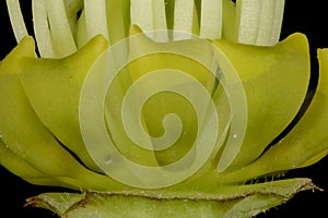 Lenten Rose (Helleborus orientalis). Petals Closeup