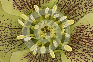 Lenten Rose (Helleborus orientalis). Pistils and Stamens Closeup