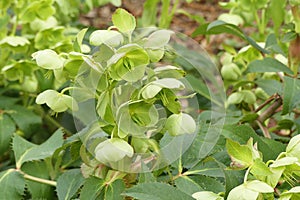 Lenten rose hybrid Helleborus x sternii flowering in a garden