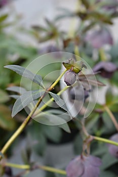 Lenten rose Lucy