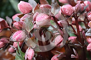 Lenten rose in the Rain