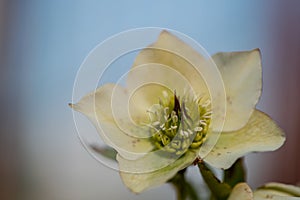 Lenten rose Scientific name is Helleborus