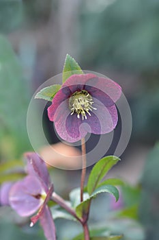 Lenten rose Viv Victoria