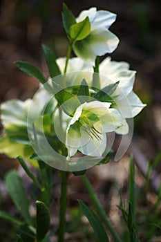 Lenten roses