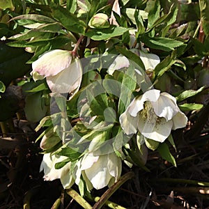 Lenten Roses