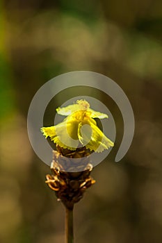 Lentibulariaceae Is an insectivorous plant.