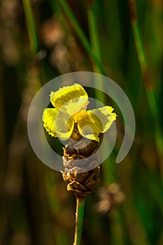 Lentibulariaceae Is an insectivorous plant. photo