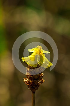 Lentibulariaceae Is an insectivorous plant. photo