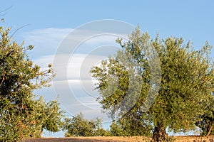 Lenticular clouds over olive trees in Andalucia