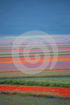 Lentil fiorityre poppies and cornflowers national park sibillini mountains castelluccio italy photo