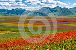 Lentil flowering with poppies and cornflowers in Castelluccio di Norcia, Italy