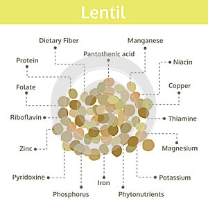 Lentil nutrient of facts and health benefits, info graphic