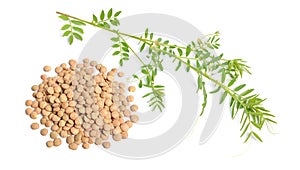 lentil plant with dried green seed or Lens culinaris or Lens esculenta. With flowers isolated.