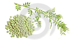 lentil plant with dried green seed or Lens culinaris or Lens esculenta. With flowers isolated.