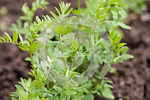 Lentil plant (Lens culinaris)