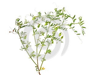 Lentil plant or Lens culinaris or Lens esculenta. With flowers and pods isolated.