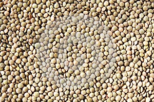 Lentil seeds, Lens culinaris