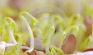 Lentil seeds sprouting