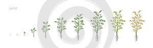 Lentil Soybean Lens culinaris. Growth stages vector illustration