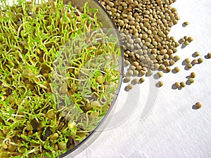 Lentil Sprouts