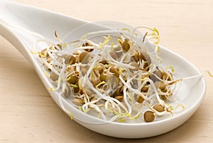 Lentil sprouts.