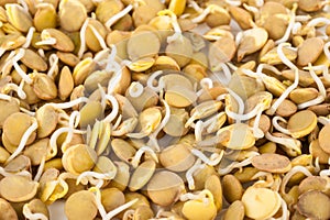 Lentil sprouts