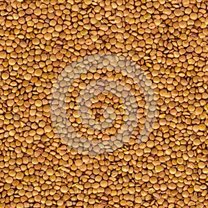 Lentil Yellow Evenly Layer Background. photo