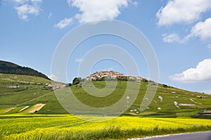 Lentils blooms in Castelluccio. Monti Sibillini. Perugia, Umbria, Italy