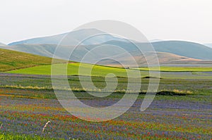 Lentils blooms in Castelluccio. Monti Sibillini. Perugia, Umbria, Italy