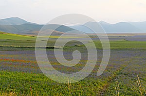 Lentils blooms in Castelluccio. Monti Sibillini. Perugia, Umbria, Italy