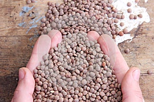 Lentils