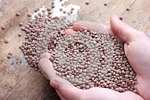 Lentils photo