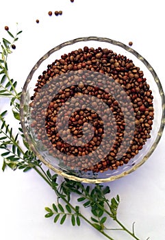 Lentils seed and plants