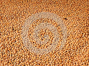 Close image of Lentils, Masoor Dal. It is uncooked dal. photo