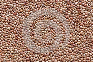 Lentils or whole Sabut Masoor dal, closeup