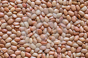 Lentils or whole Sabut Masoor dal, closeup