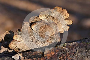Lentinellus ursinus is a species of fungus belonging to the family Auriscalpiaceae.