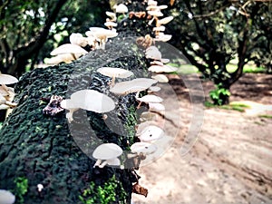 lentinula on a tree branch photo