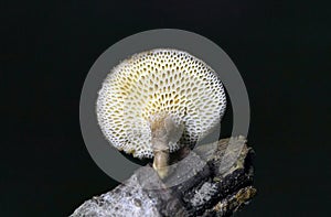 Lentinus arcularius, also known as the spring polypore, is a species of fungus in the family Polyporaceae