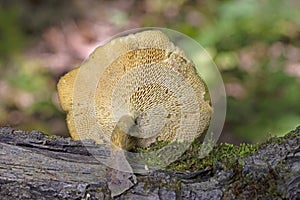 Lentinus arcularius, also known as the spring polypore, is a species of fungus in the family Polyporaceae photo