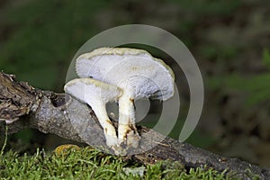Lentinus arcularius, also known as the spring polypore, is a species of fungus in the family Polyporaceae photo