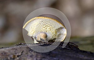 Lentinus brumalis (Polyporus brumalis) is an inedible species of fungus in the family Polyporaceae.