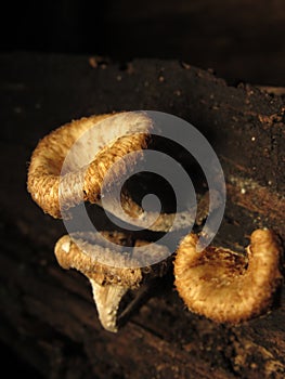 Lentinus crinitus is a species of fungus in the genus Lentinus, family Polyporaceae, order Polyporales photo