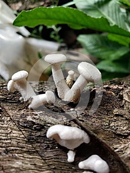 Lentinus squarrosulus mushroom